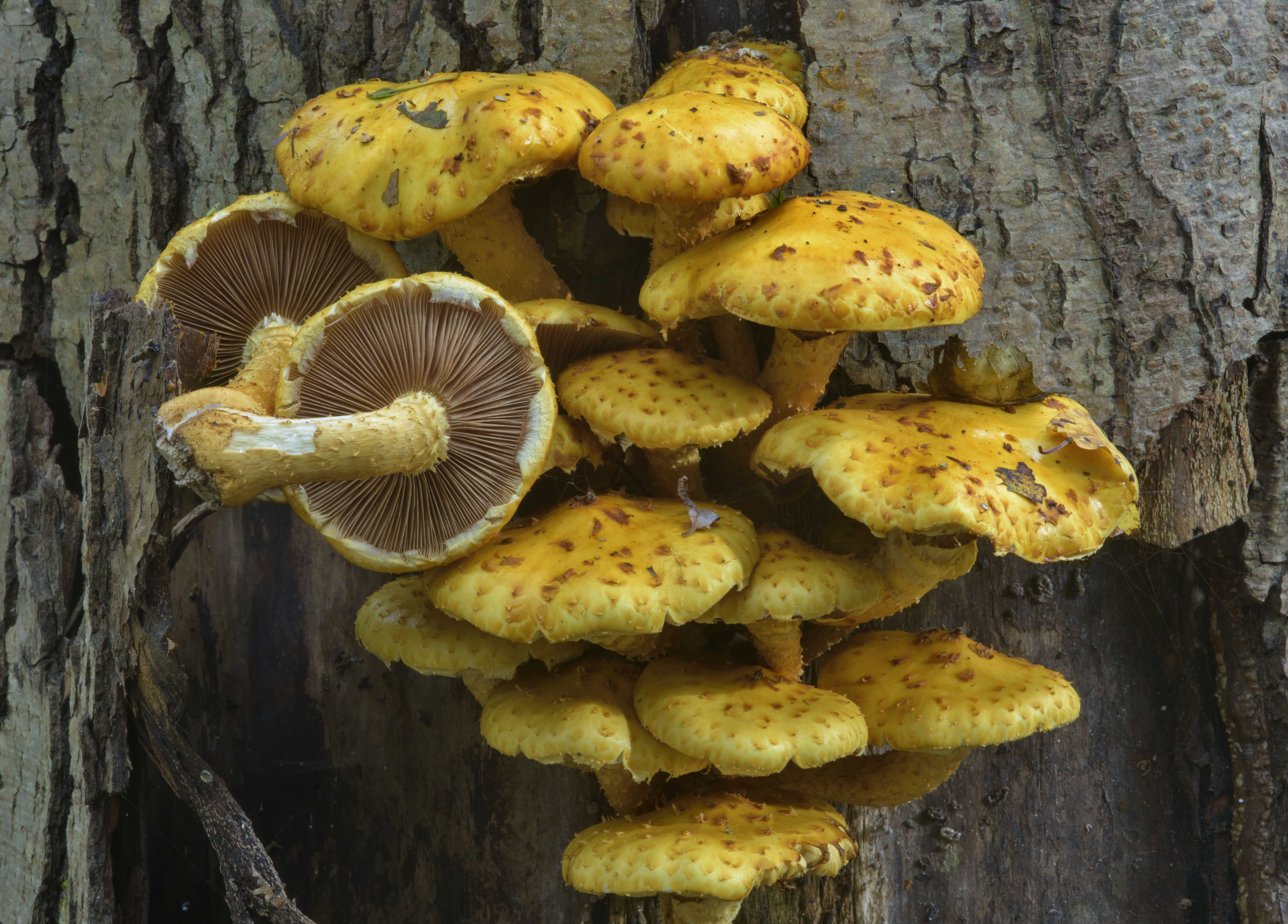 Опенок королевский (чешуйчатка золотистая) – описание съедобного гриба