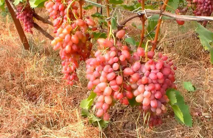 Виноград гелиос: описание сорта, фото, отзывы, характеристики и особенности выращивания