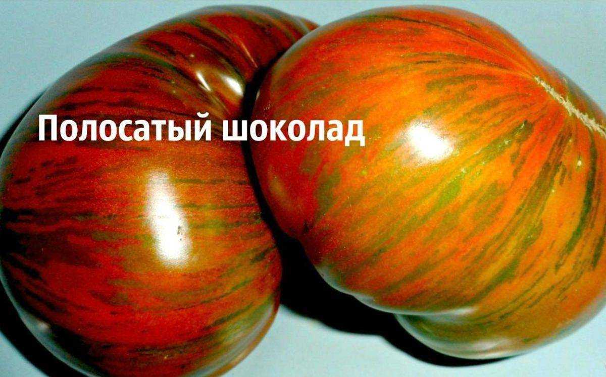 Сорта полосатых томатов с фото и описанием