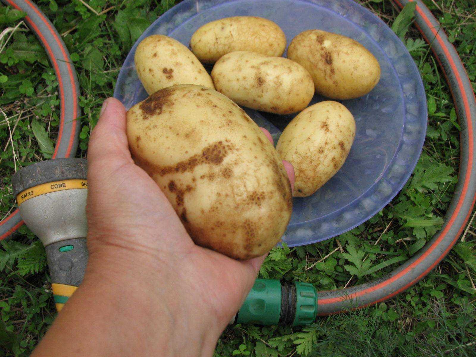 ᐉ сорт картофеля венета (винета) – описание и фото - roza-zanoza.ru