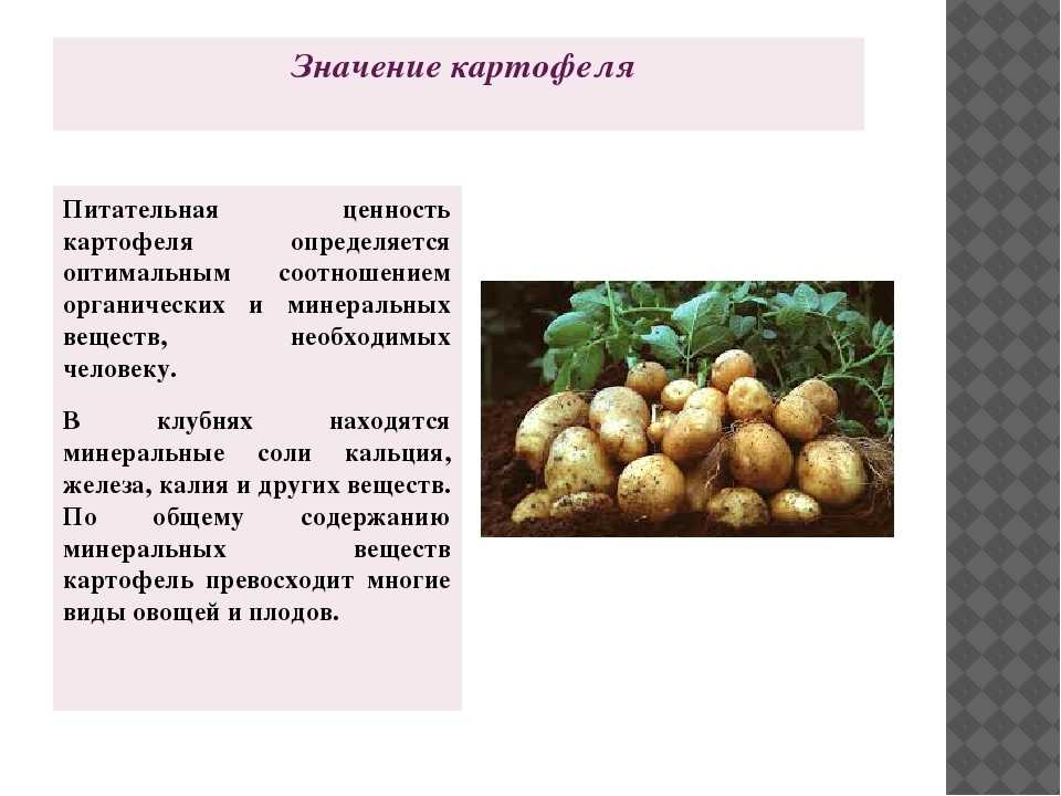 Картофель эл мундо: описание сорта, фото, отзывы о выращивании и характеристика вкусовых качеств картошки