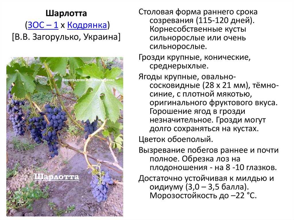 Виноград кодрянка: отзывы, фото, описание и характеристика сорта, выращивание, обрезка, посадка и уход