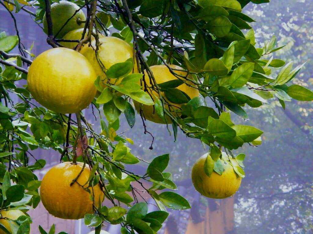 Грейпфрут: сорта и выращивание дома