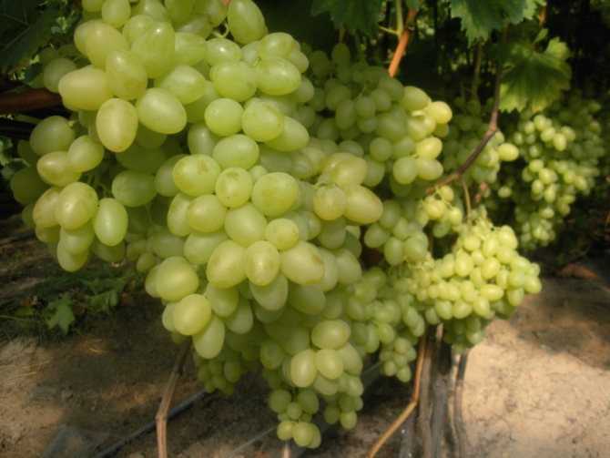 Виноград аркадия – описание сорта, фото, отзывы