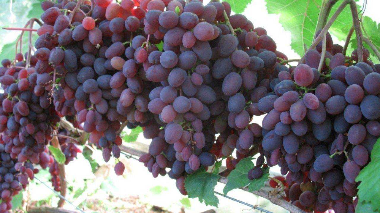 Описание винограда кишмиш