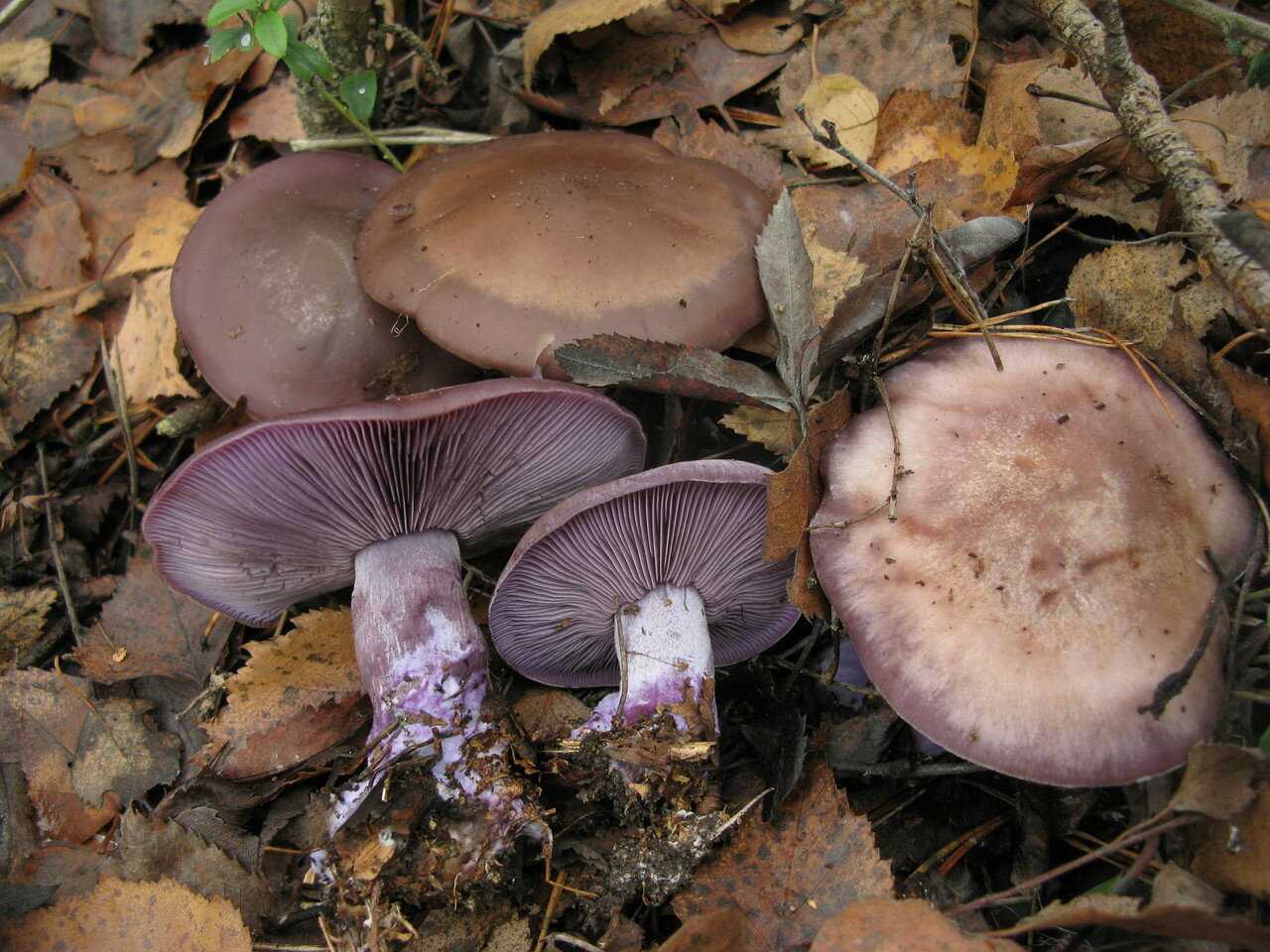 Рядовка серая – описание, свойства и места произрастания гриба. серая рядовка – главный гриб поздней осени