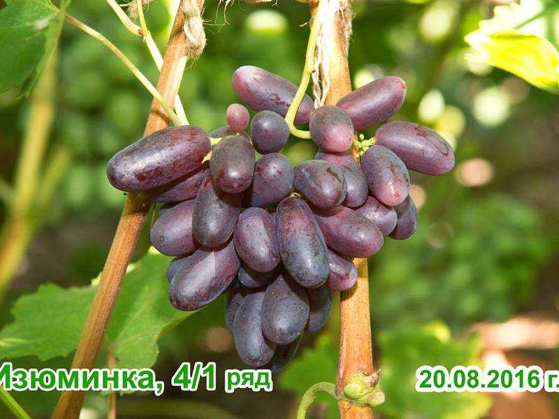 Виноград долгожданный: описание сорта, выращивание, фото, видео, отзывы