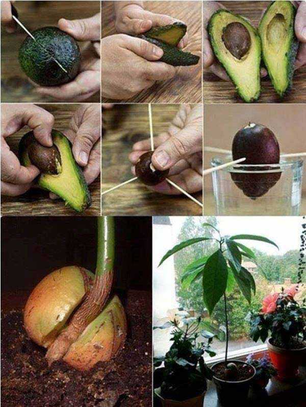 Как растёт авокадо особенности роста и уход