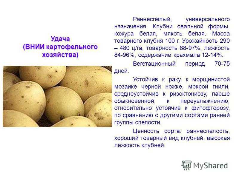Картофель бельмондо: описание сорта, достоинства, правила выращивания