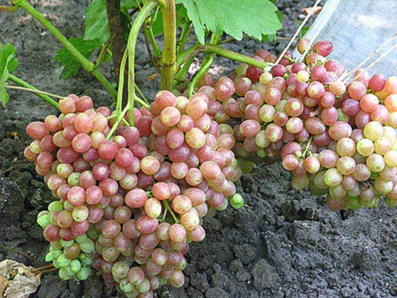 Проверенный временем сорт винограда «страшенский»