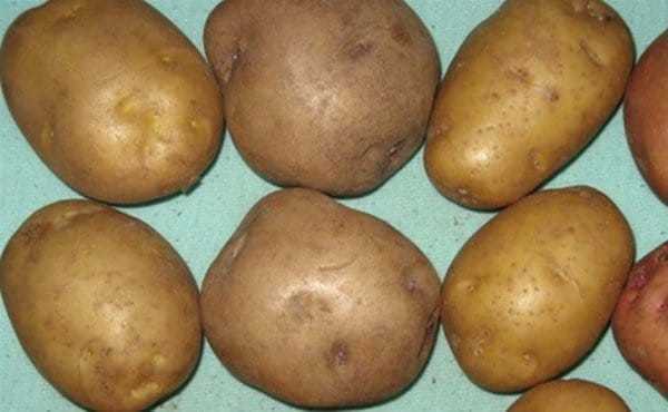 Колобок картофель характеристика. Картофель сорт Крепыш элита. Сорт картофеля Ласунок. Семенной картофель Крепыш.