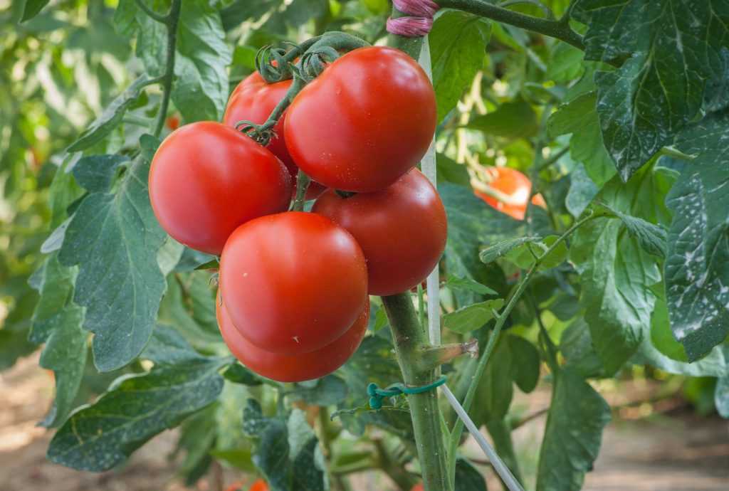 Описание и характеристика среднераннего детерминантного гибрида помидора Полфаст с высокой урожайностью Посадка, особенности выращивания низкорослых гибридных томатов