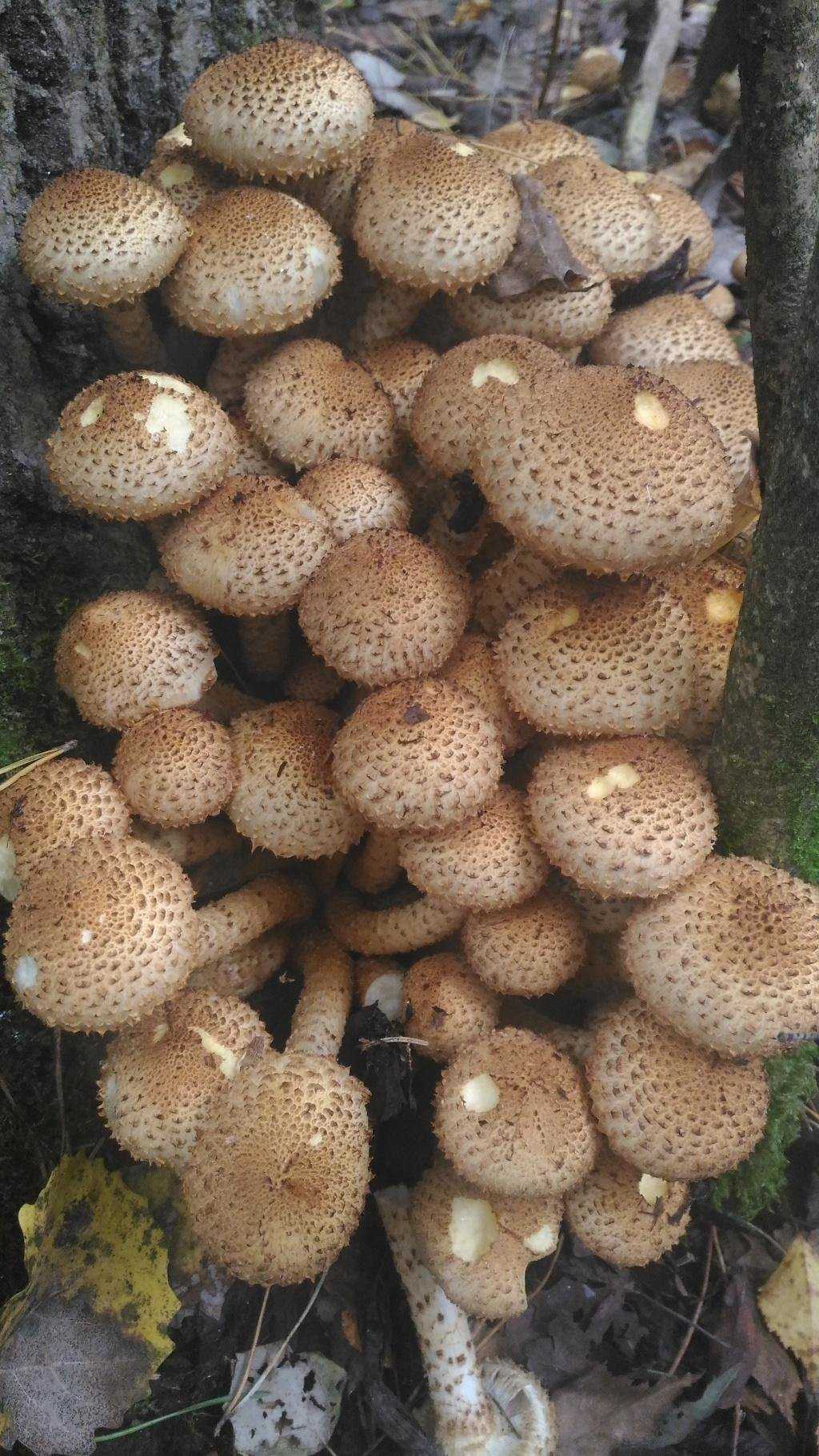 Королевские опята (чешуйчатка золотистая) — характеристика с фото, польза и вред этих грибов