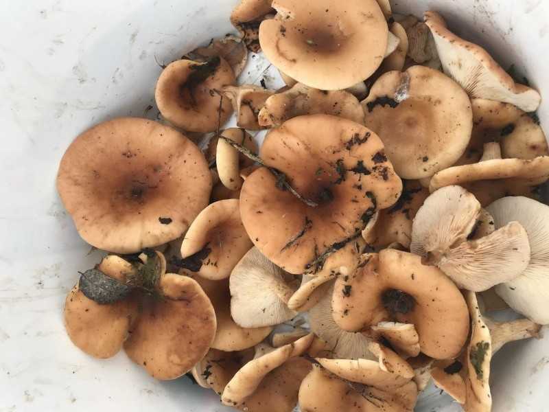 Как выглядит гриб ежёвик: фото и описание съедобных и несъедобных грибов, как готовить