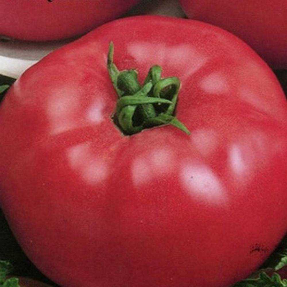 Описание сорта томата малиновый гигант — как поднять урожайность