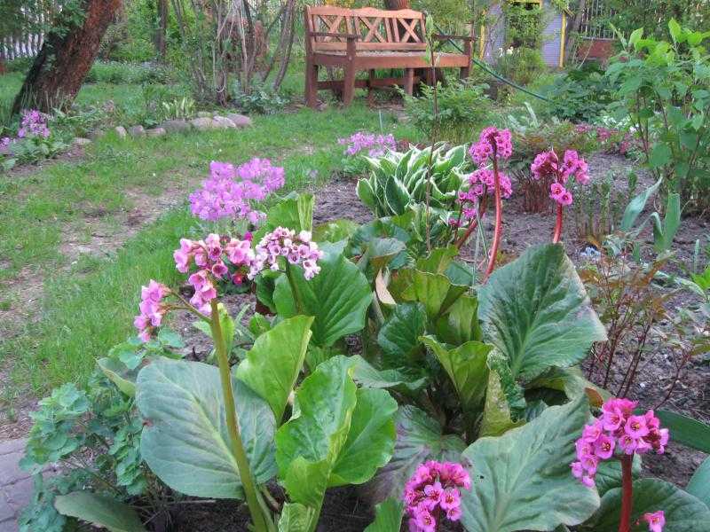 Бадан растение. фото, посадка и уход весной, семена, в ландшафтном дизайне