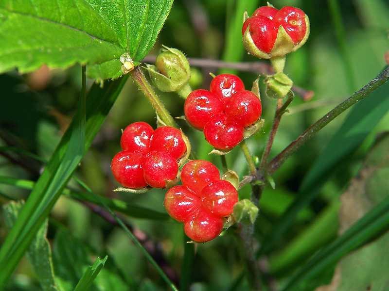 Костяника — описание, польза и вред ягоды для организма, состав и калорийность, фото