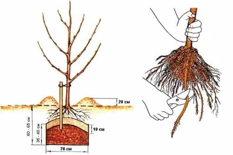 Посадка яблони: как правильно посадить саженец яблони весной и осенью, инструкция - почва.нет