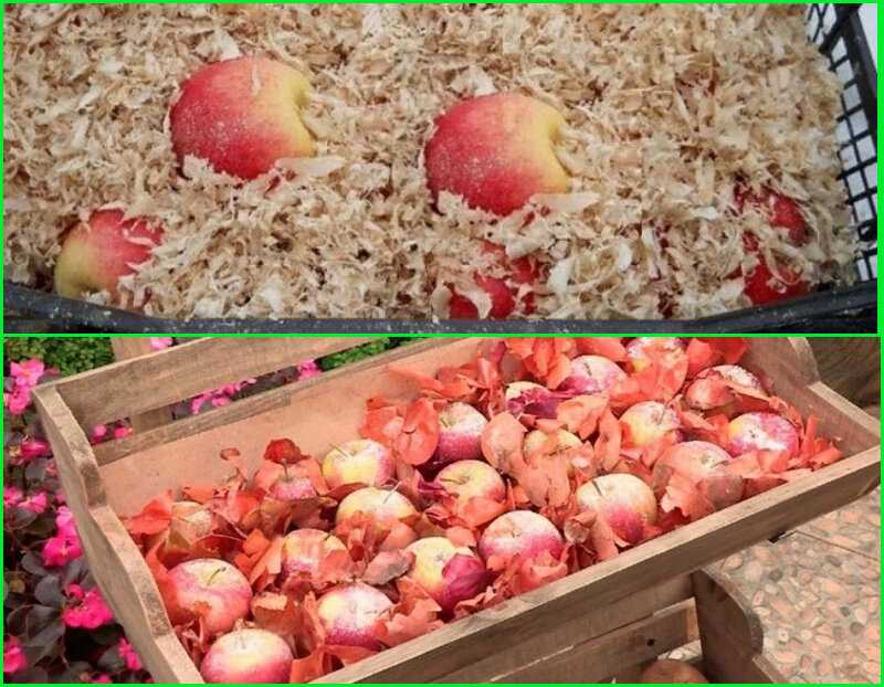 Для лучшего хранения яблоки протирают. Яблоки в опилках. Яблоки на зиму в опилках. Яблоки в погребе. Хранение яблок на зиму.