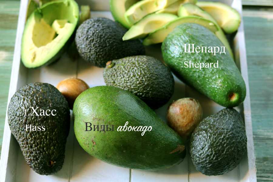 Как выбрать авокадо: 5 простых способов найти идеальный фрукт
