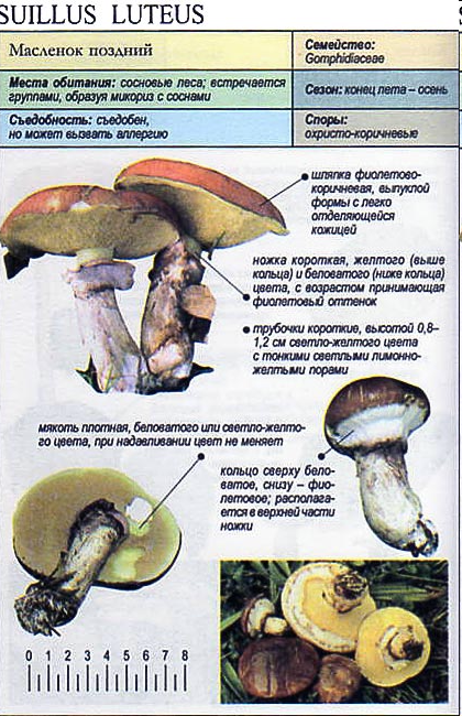 Гриб масленок — фото и описание, грибы похожие на маслята, выращивание маслят в домашних условиях. | cельхозпортал