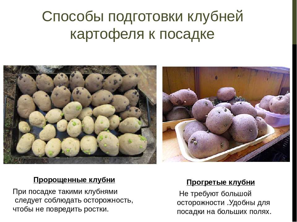 Описание сорта картофеля бельмондо: отзывы и характеристика