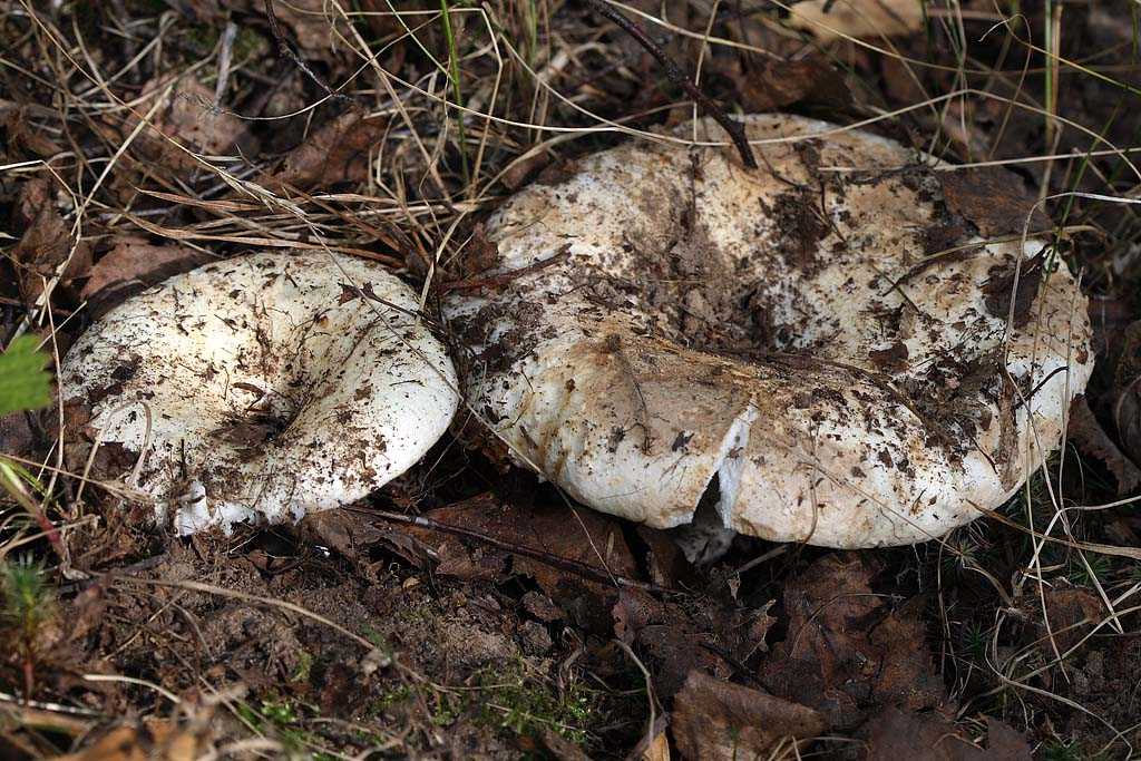 Ложный белый гриб: фото и описание. как отличить от настоящего? - дзен дневник