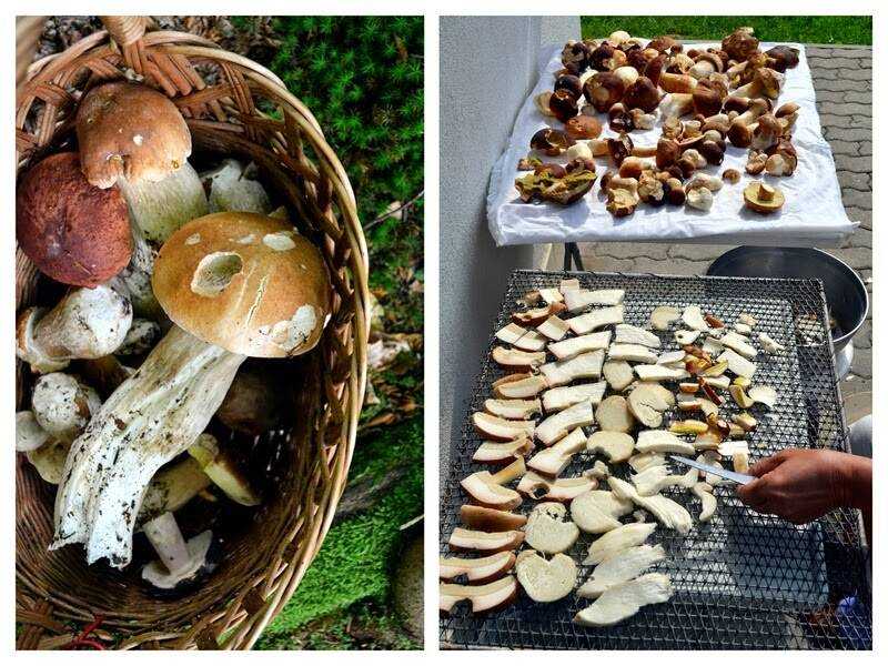 Сушащиеся грибы. Сушка грибов. Высушенные грибы. Сушка белого гриба. Грибы сушатся.