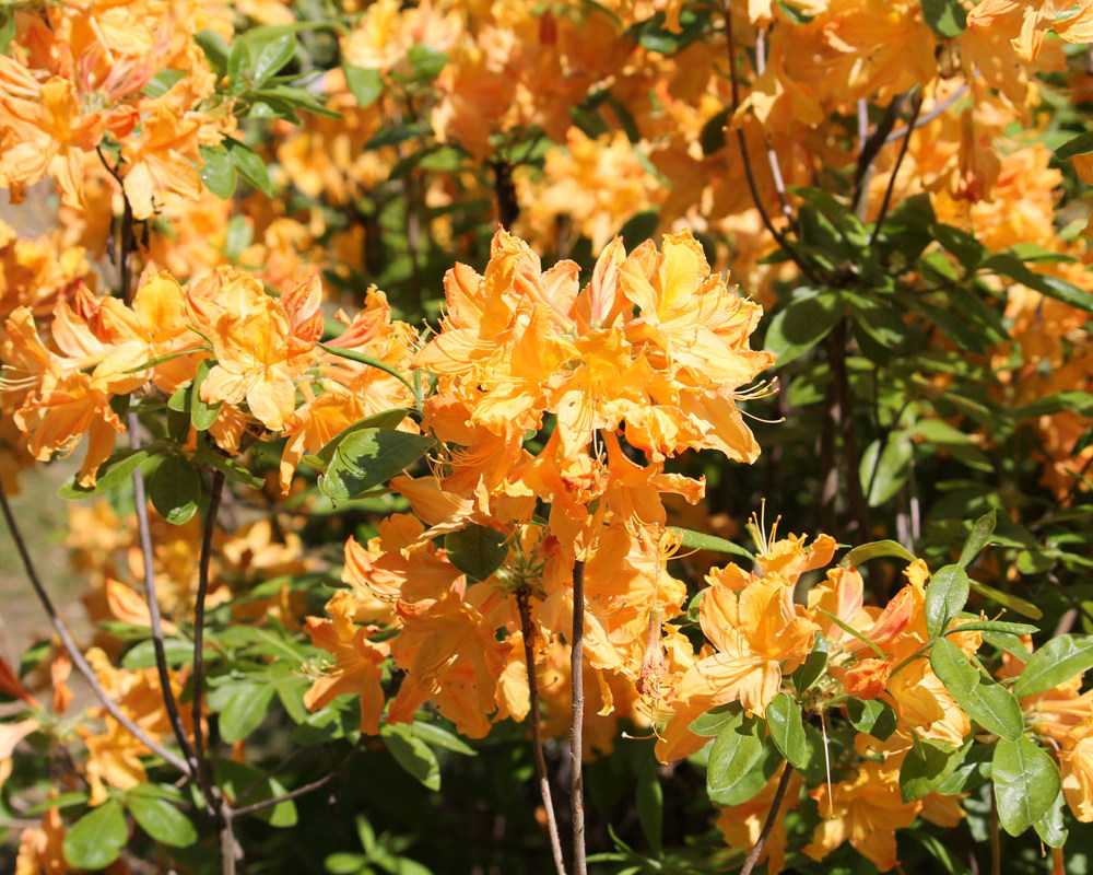 Рододендрон листопадный голден лайтс (golden lights): описание с фото, зимостойкость сорта, особенности посадки и ухода
