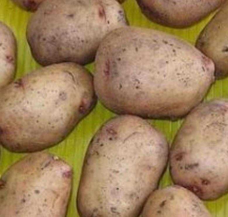 Картофель аврора характеристика сорта отзывы вкусовые качества
