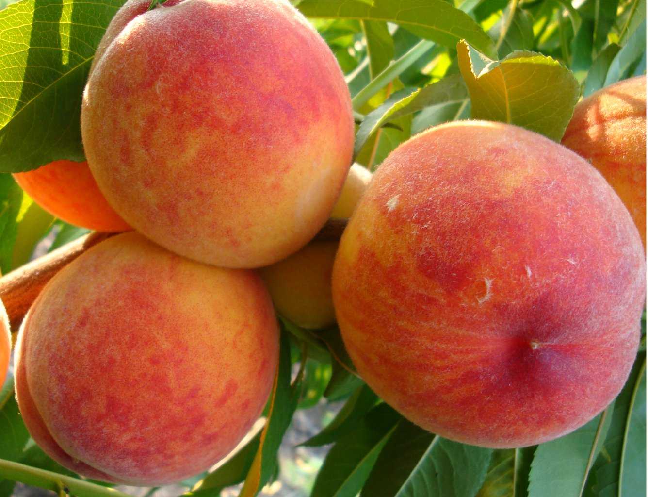 Зимостойкие сорта персиков: описание и характеристики сортов