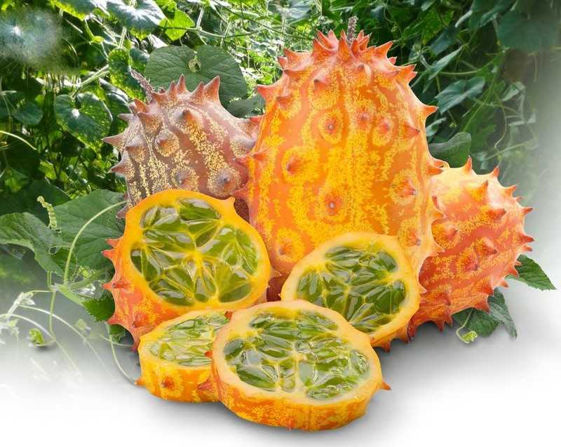 Кивано – зеленый дракон из алтайских семян