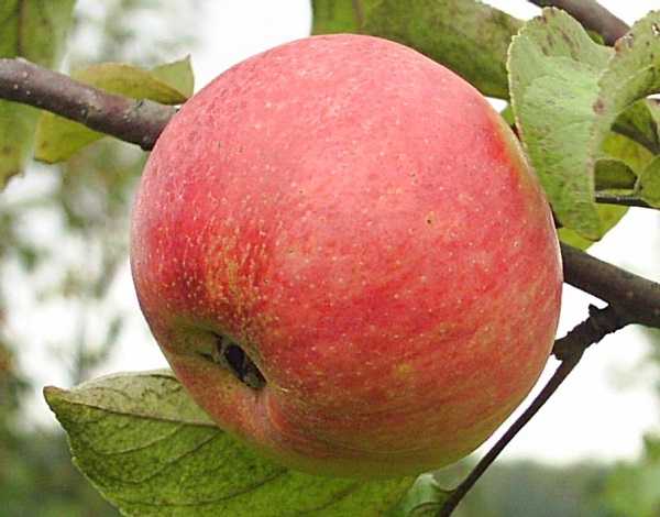 Летний сорт яблонь «солнцедар»: характеристика, плюсы и минусы