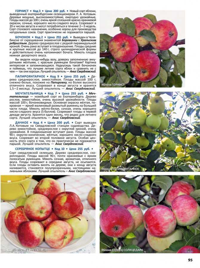 Яблоня солнцедар: описание и характеристики сорта, отзывы садоводов с фото