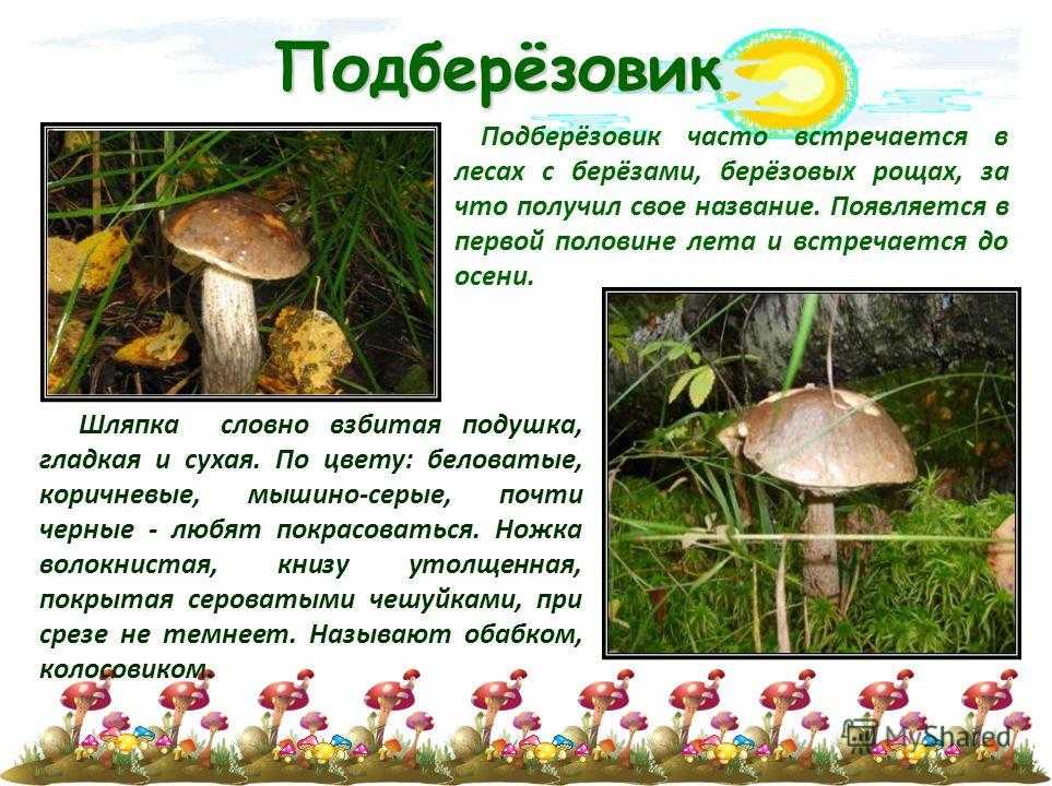 Белые обабки: характеристика и описание съедобных видов подберезовика Почему гриб не пользуется популярностью В каких местах растет подберезовик болотный