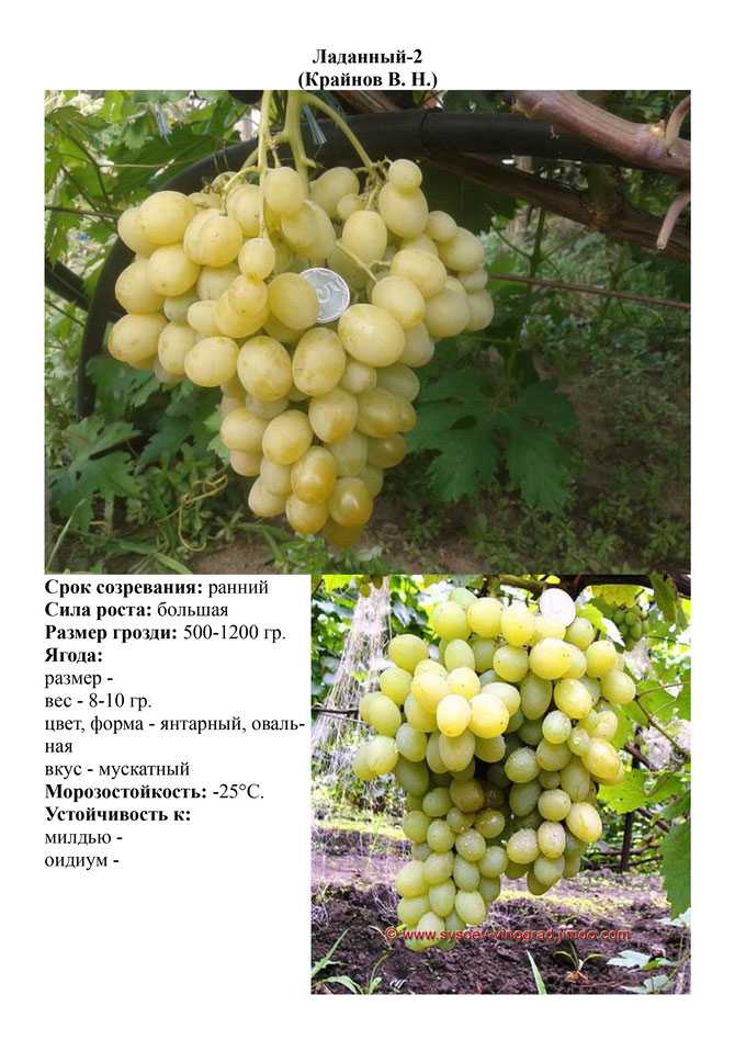 Описание сорта винограда сенсация: фото и отзывы | vinograd-loza
