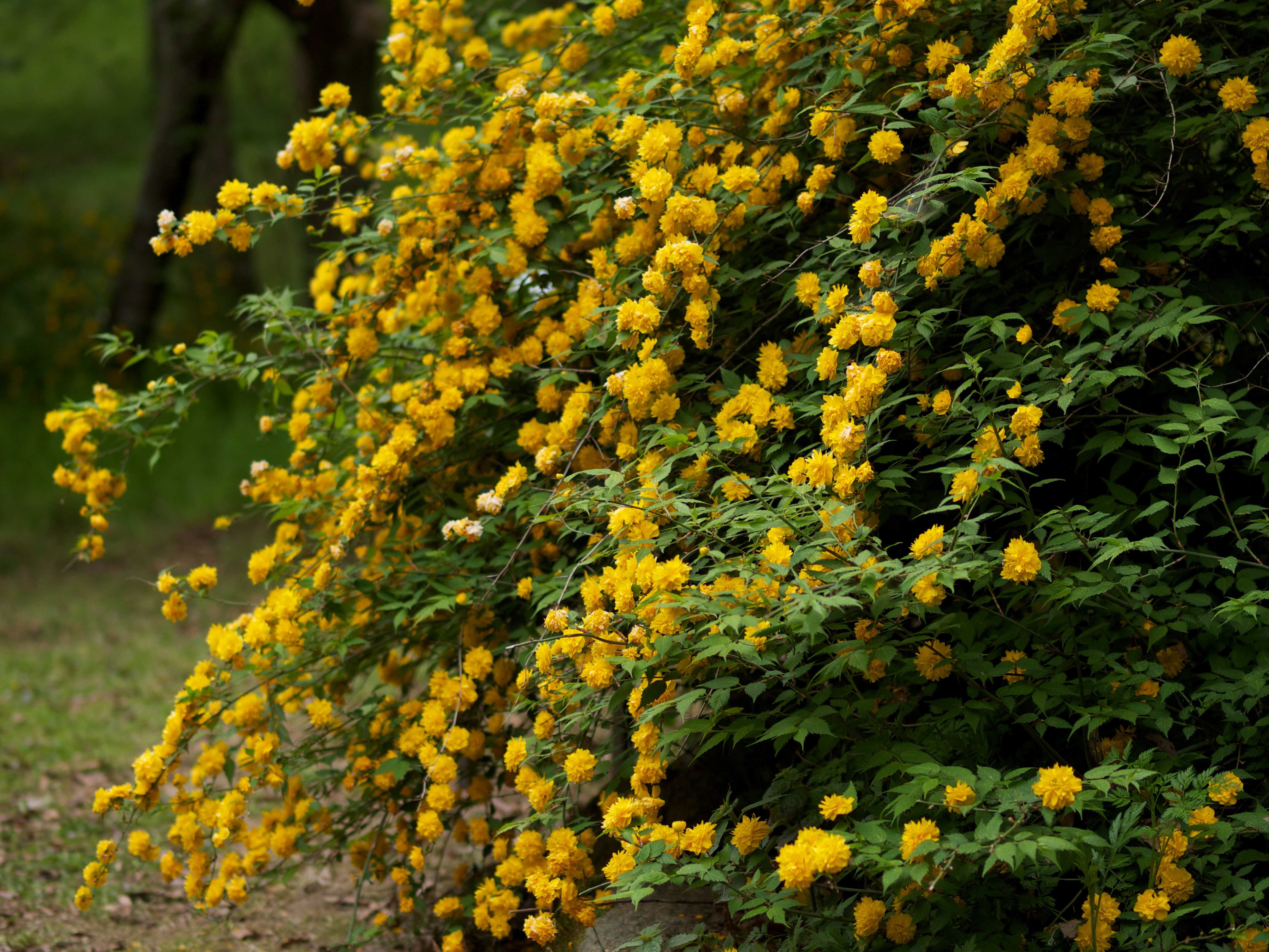 Декоративные кустарники с желтыми цветами фото с названиями