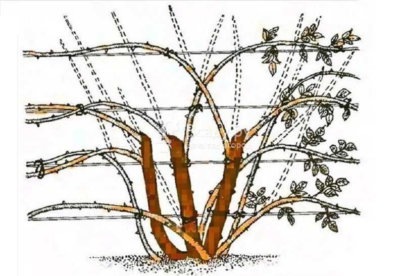 Садовый жасмин (чубушник) – уход осенью и подготовка к зиме