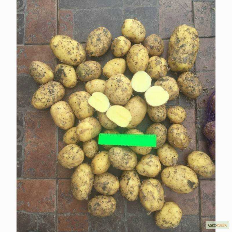 Сорт картофеля «манифест»: характеристика, описание, урожайность, отзывы и фото