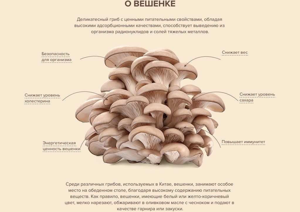 Вешенки – калорийность и состав грибов, польза и вред