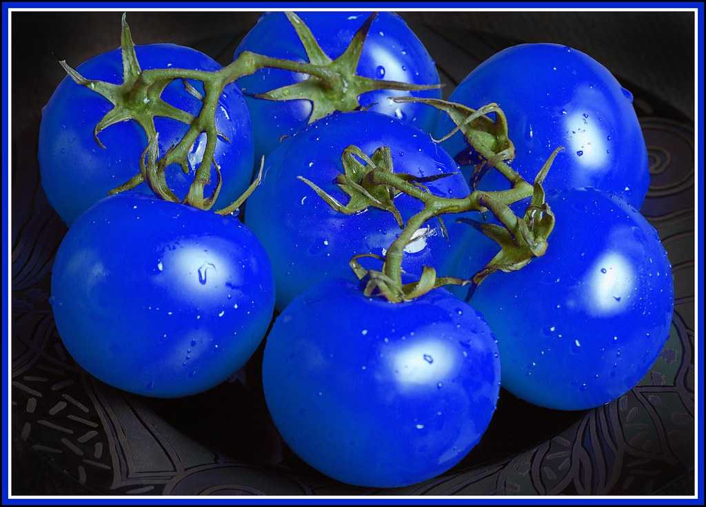 Характеристики и описание томат «синяя гроздь f1»: отзывы и фото – все о томатах. выращивание томатов. сорта и рассада.