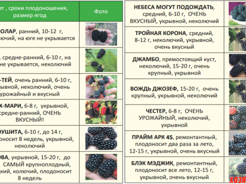 Сорт садовой ежевики блэк бутте (блэк бьюти): описание с фото, урожайность
