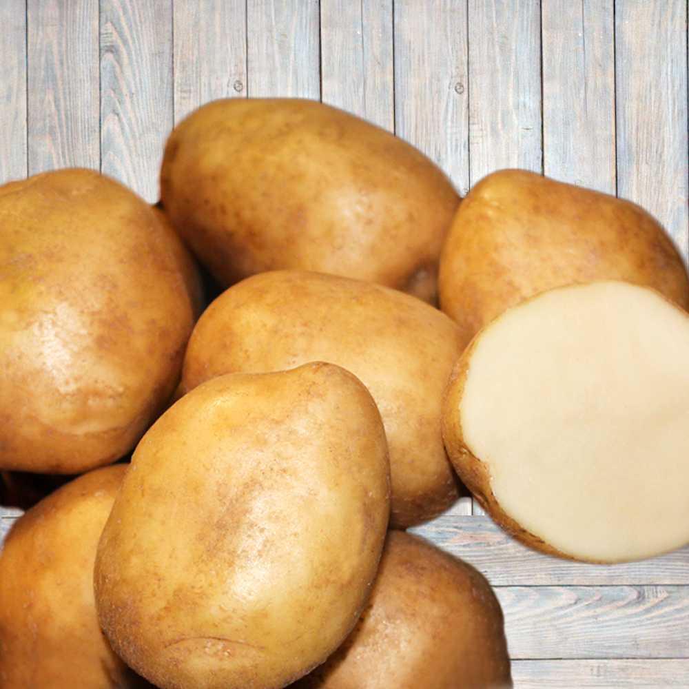Картофель округлой формы. Сорт картофеля Никулинский. Семенной картофель Никулинский. Картофель семенной Фрителла.