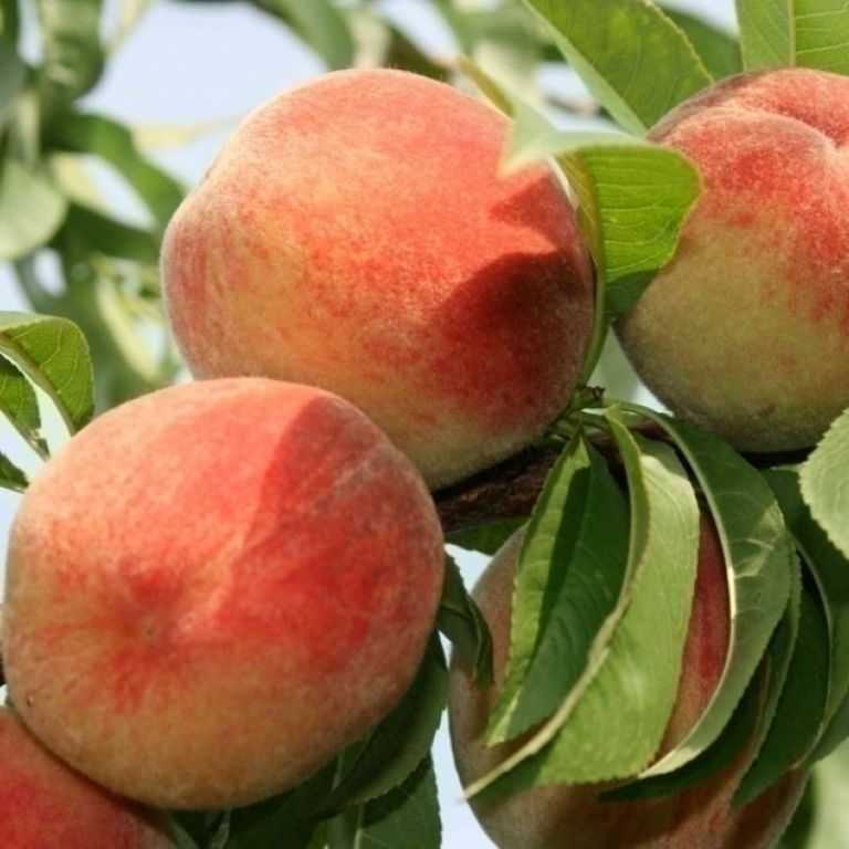 Описание и характеристики 45 лучших видов персиков, правила выращивания