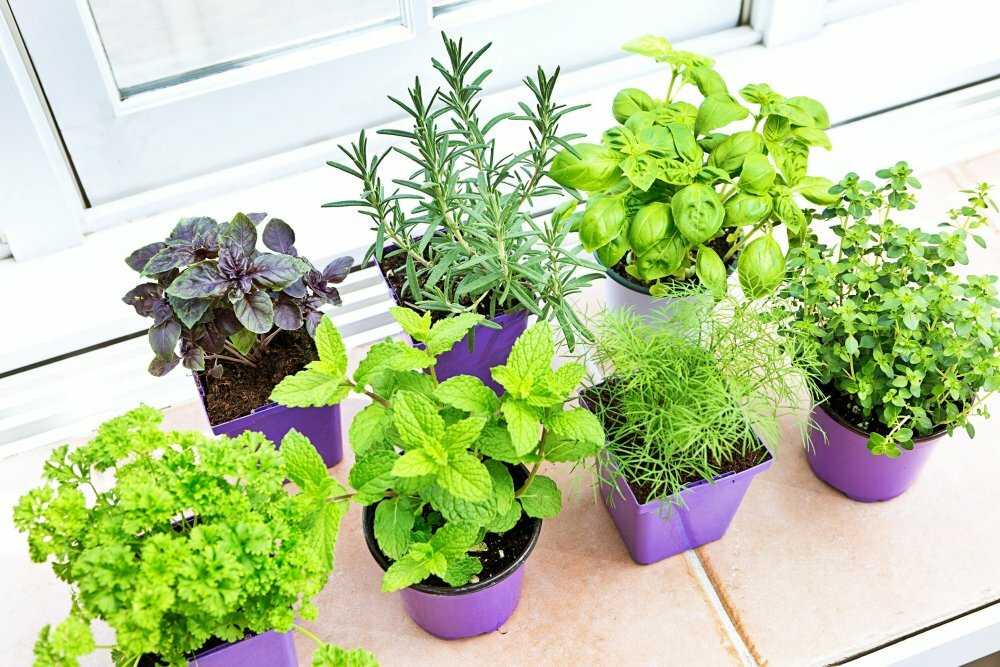 Как вырастить зелень на подоконнике в квартире круглый год: укроп, петрушка, лук, перец