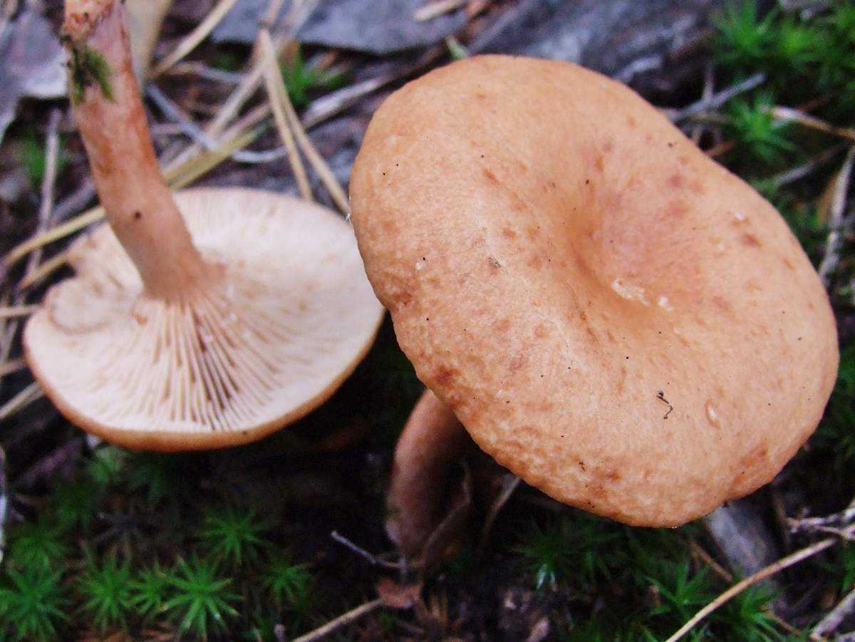 Млечник дубовый гриб