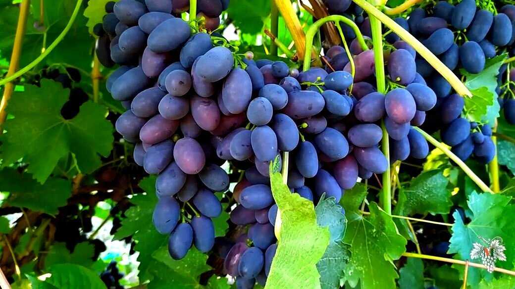 Амурский виноград – описание сорта, посадка и уход и лечебные свойства