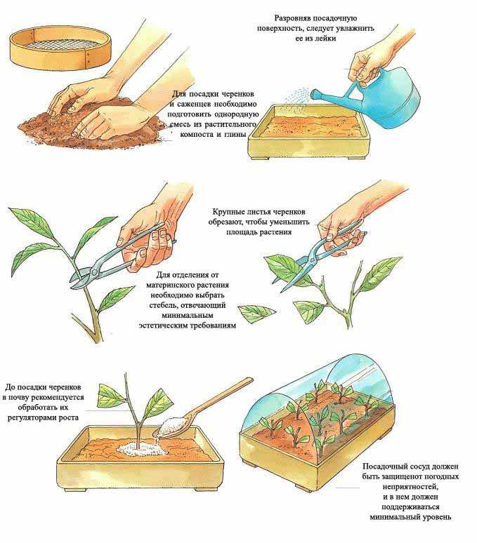Как вырастить бонсай из семян и черенками в домашних условиях
