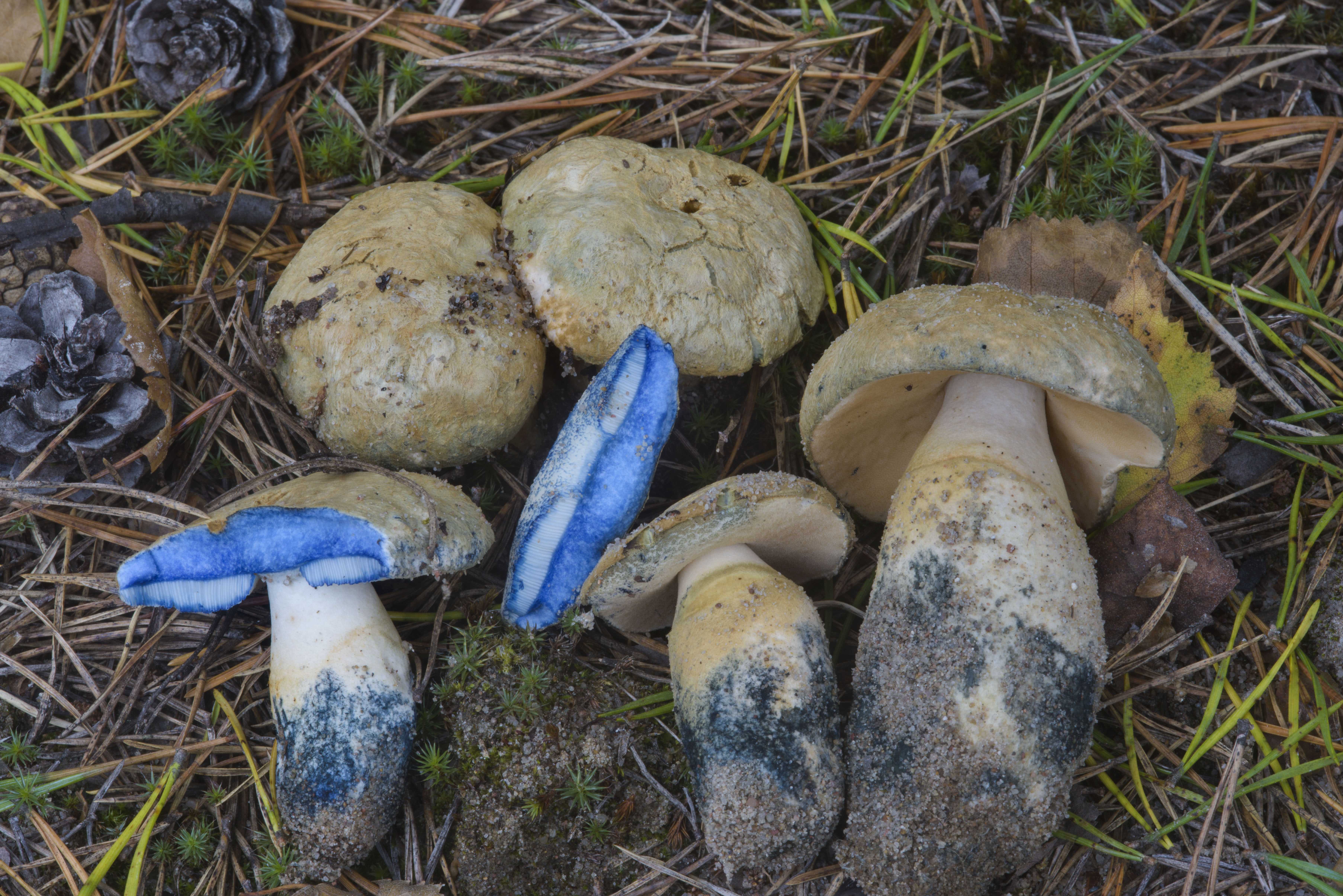 Гиропорус синеющий съедобные грибы