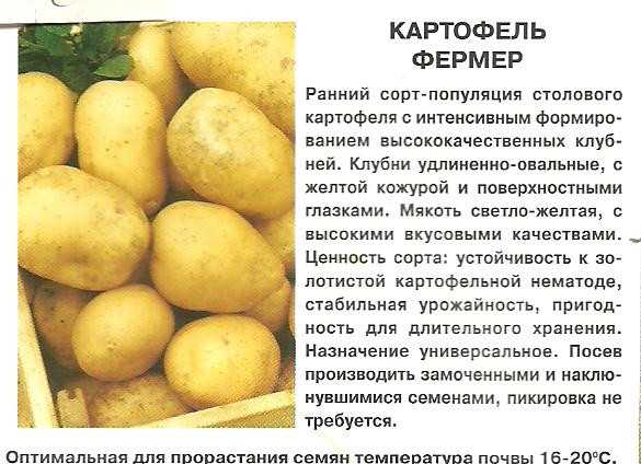 ᐉ сорт картофеля «луговской» – описание и фото - roza-zanoza.ru